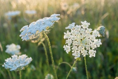 First picture of Queen Anne’s Lace blog.